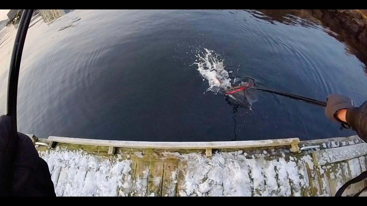 Baitcasting for Ling in Sandviken, Bergen, Norway | New Fish Species Caught