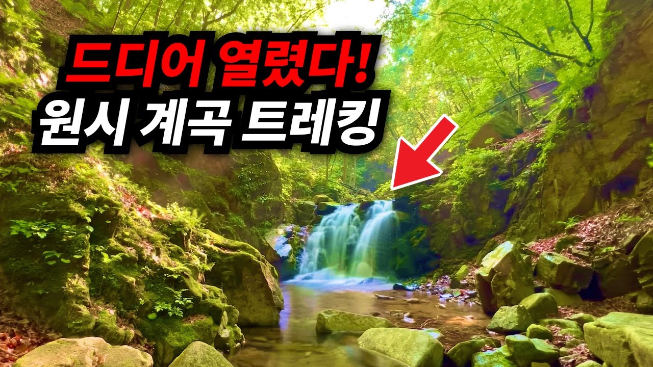 🔥드디어 열렸다!!🔥 15년만에 개방한 원시 숲과 계곡을 건너는이색 트레킹 코스 | 절경을 자랑하는 계곡과 폭포 트레킹 | 당일치기 트레킹 여행 코스 추천 | 홍천 미약골 계곡