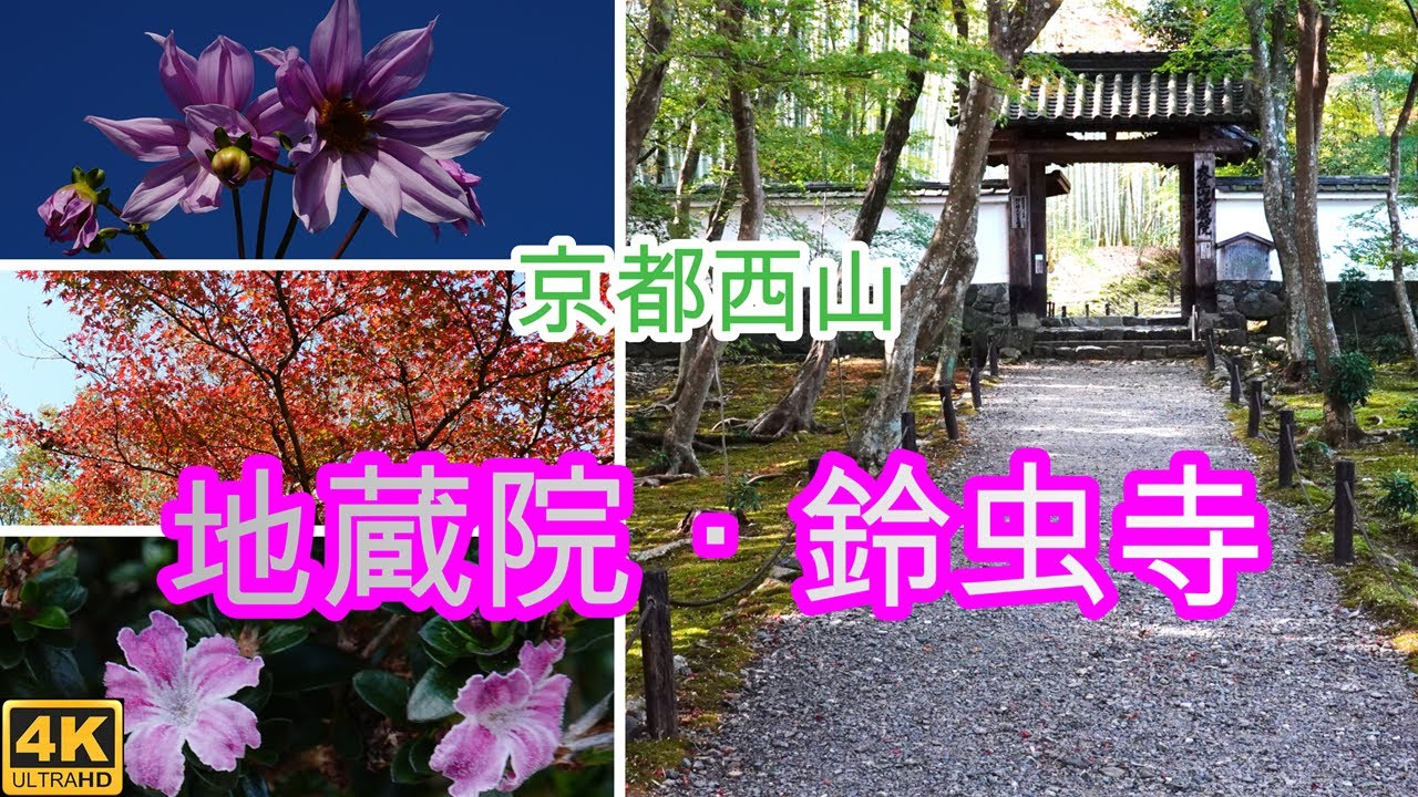 京都西山の地蔵院と鈴虫寺に行ってきました。