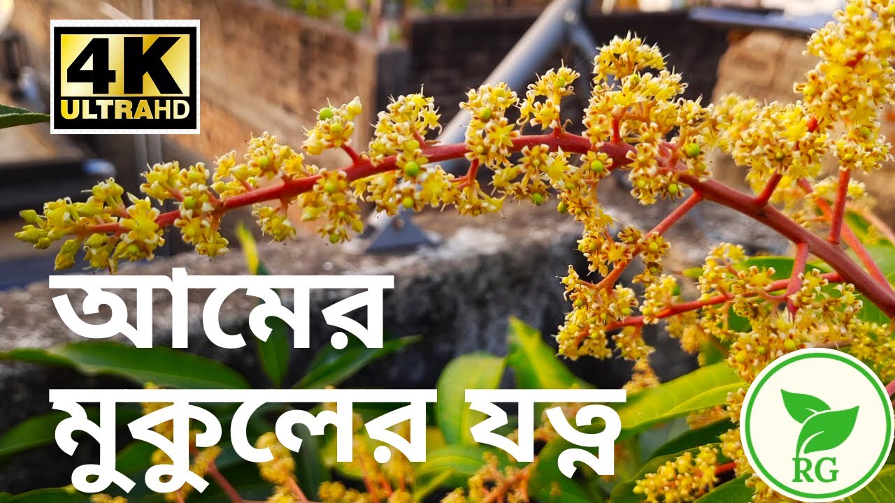 মুকুল আসার পর যে কাজগুলি করলে বেশি আম হবে |  How to Take CARE of Mango Flowers | RAJ Gardens | 4K