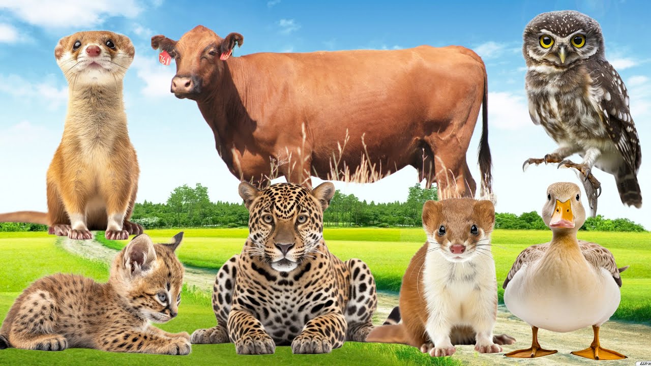 Cute Little Animals: Goose, Wild Cat, Owl, Duck, Cow, Otter - Animal Paradise
