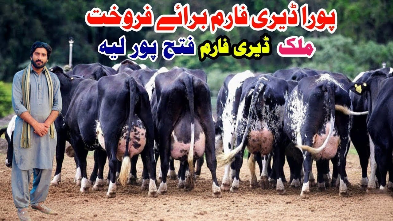 Malik Dairy Farm | HF Cow In Punjab | Girlando Cow Farm | Cow for sale In Punjab | Pk Janwar Mandi