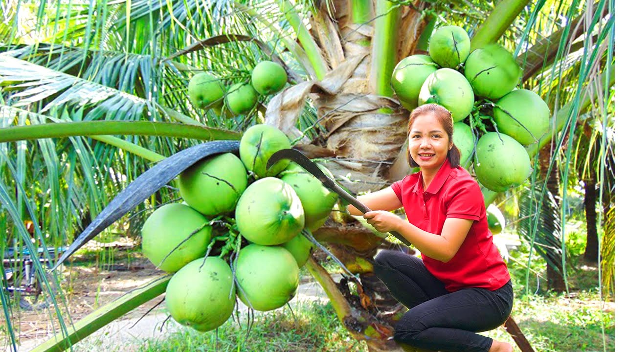 Harvesting 1000+Kg Giant Fresh Coconut Goes To Market Sell,Taking care of fish on the farm