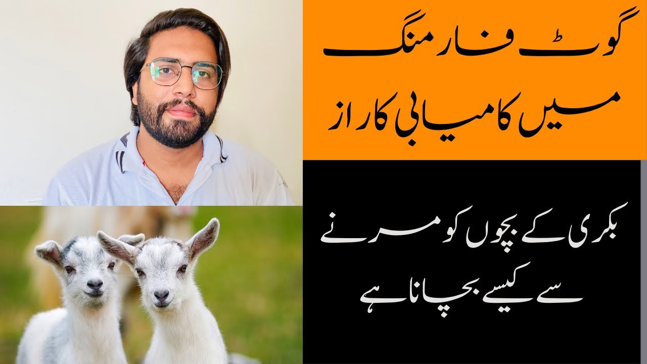 How To minimize Death of kids in Goats and Sheeps | بکری کےبچوں کو مرنے سے کیسے بچانا ہے؟ |
