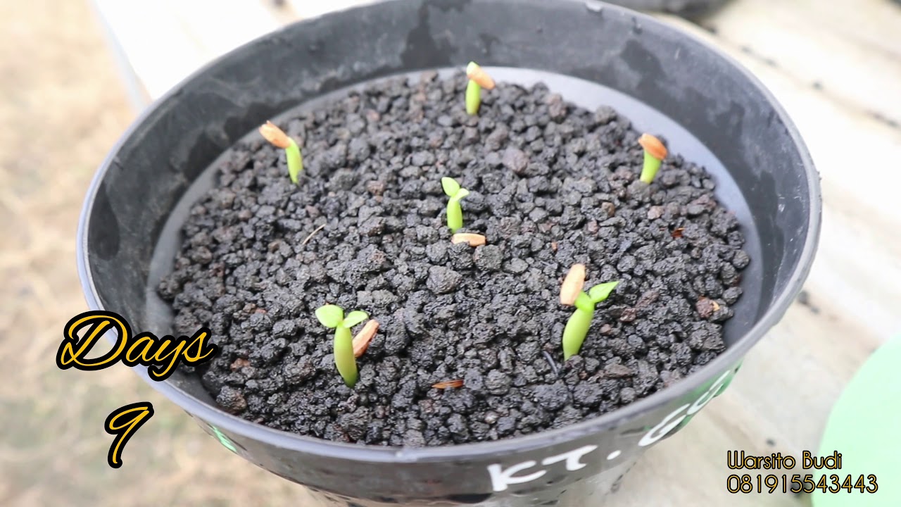 PASIR MALANG UNTUK SEMAI ADENIUM