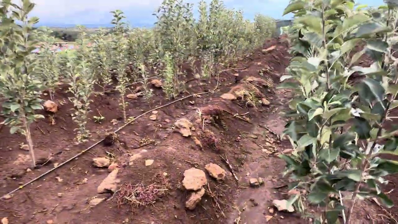 50 acre apple farming in kenya