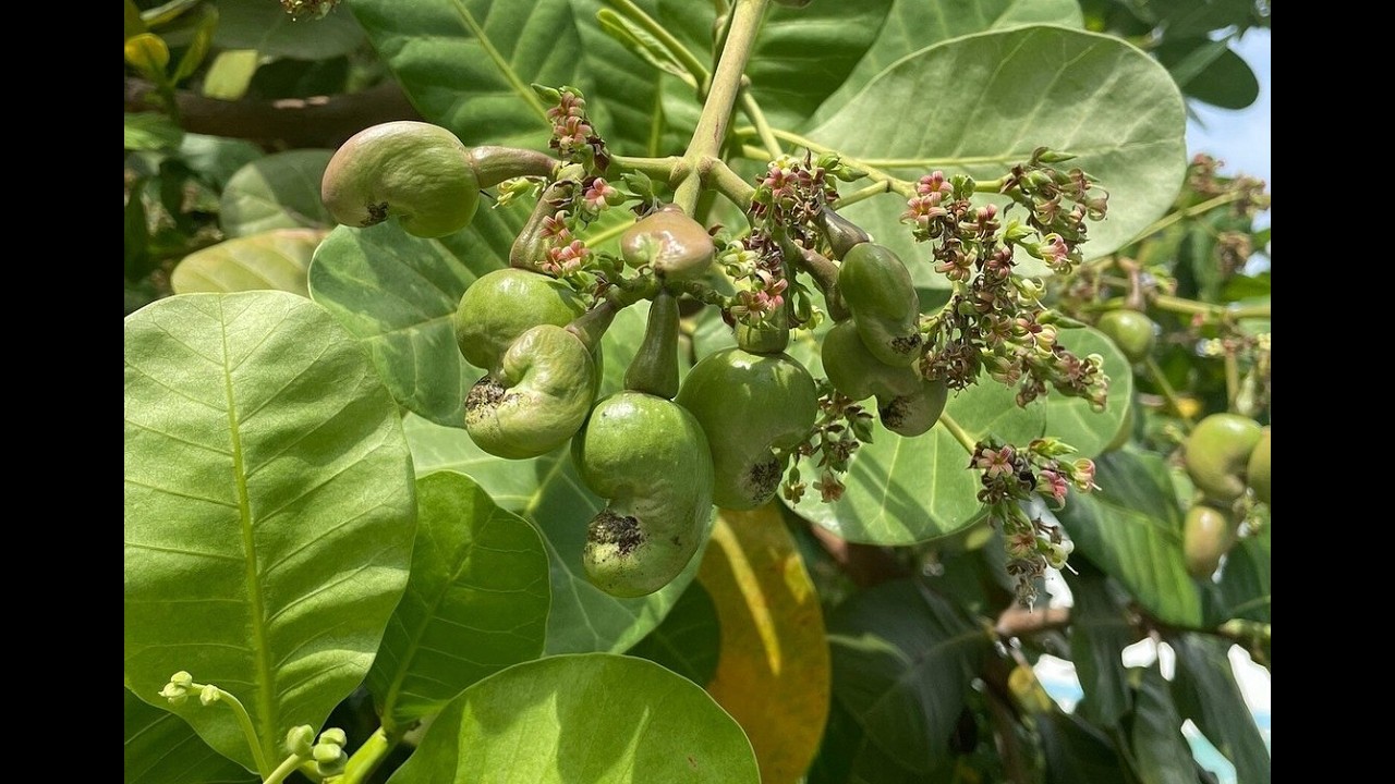 Besuch einer Cashewkernefabrik im November 2025 in Thailand