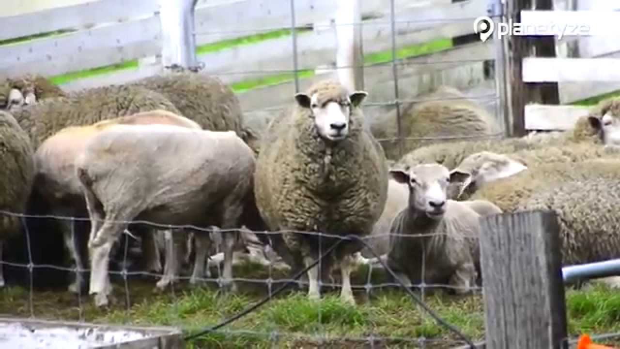 Koiwai Farm Makibaen, Iwate | One Minute Japan Travel Guide