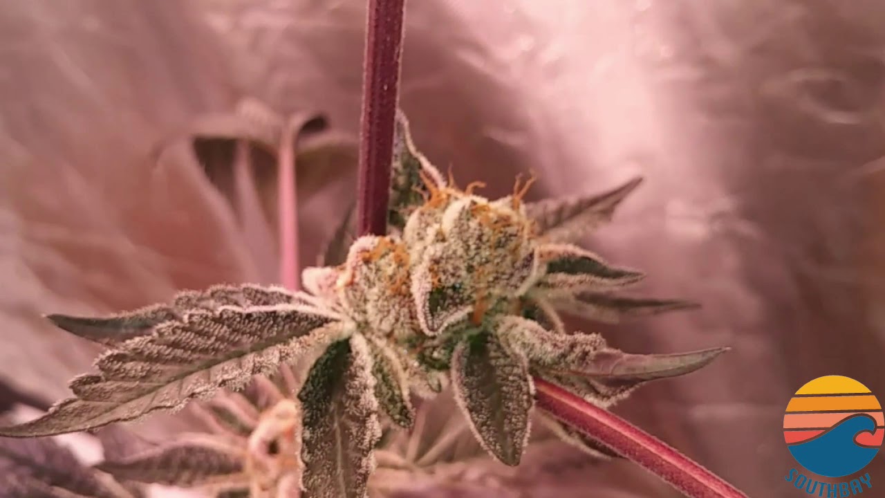 Animal Cookies cultivated by South Bay