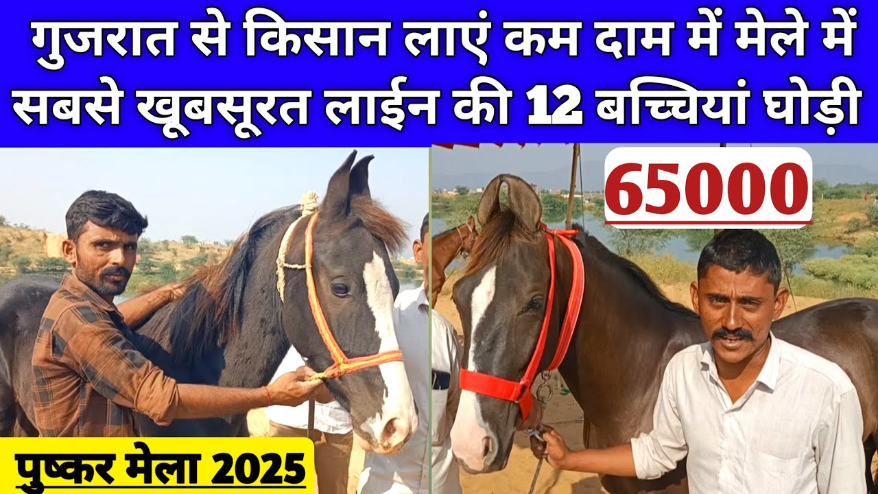 गुजरात से किसान लाएं कम दाम में मेले में सबसे खूबसूरत 12 बच्चियां घोड़ी बिकाऊ। Pushkar fair 2025।