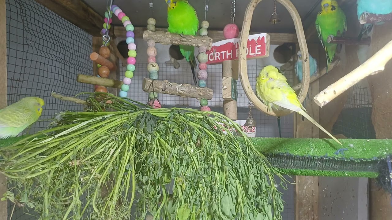 Parrot baby moments