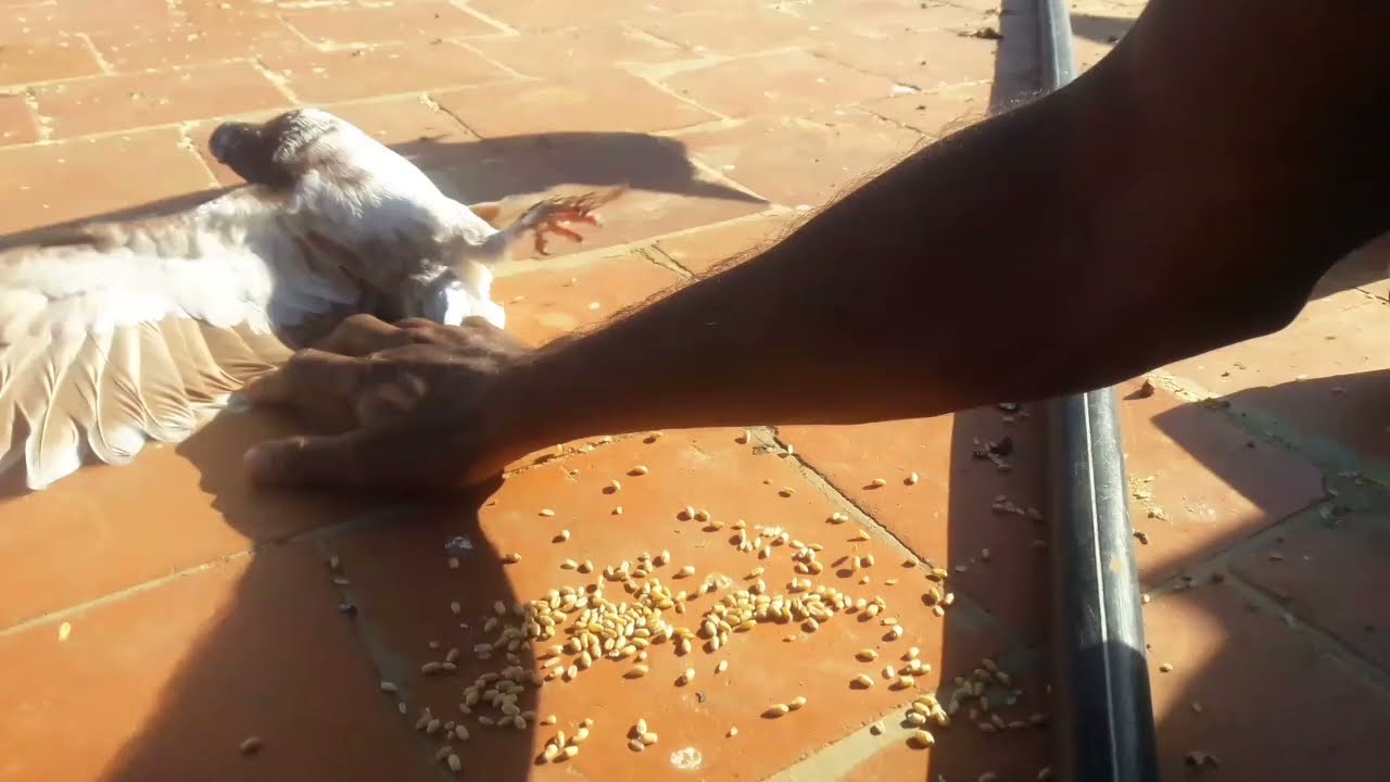 How to catch someone else pigeons with hand | Just a try | Fly pigeon loft |