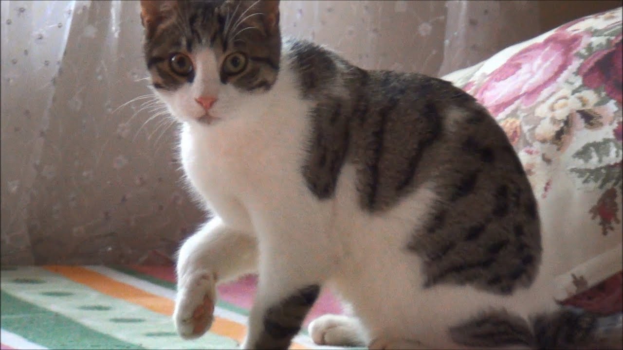 Dirty kitten got big! (4 months later)