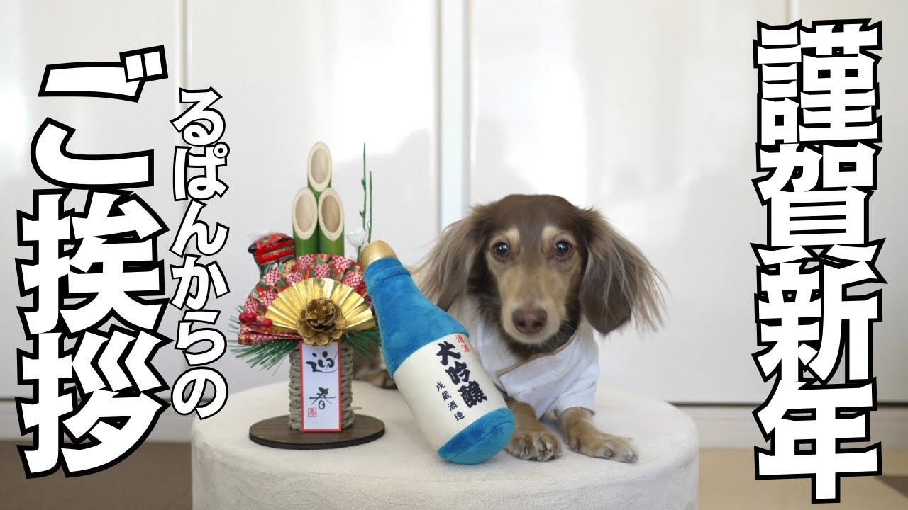 謹賀新年♪4歳になった愛犬るぱんからご挨拶があります。