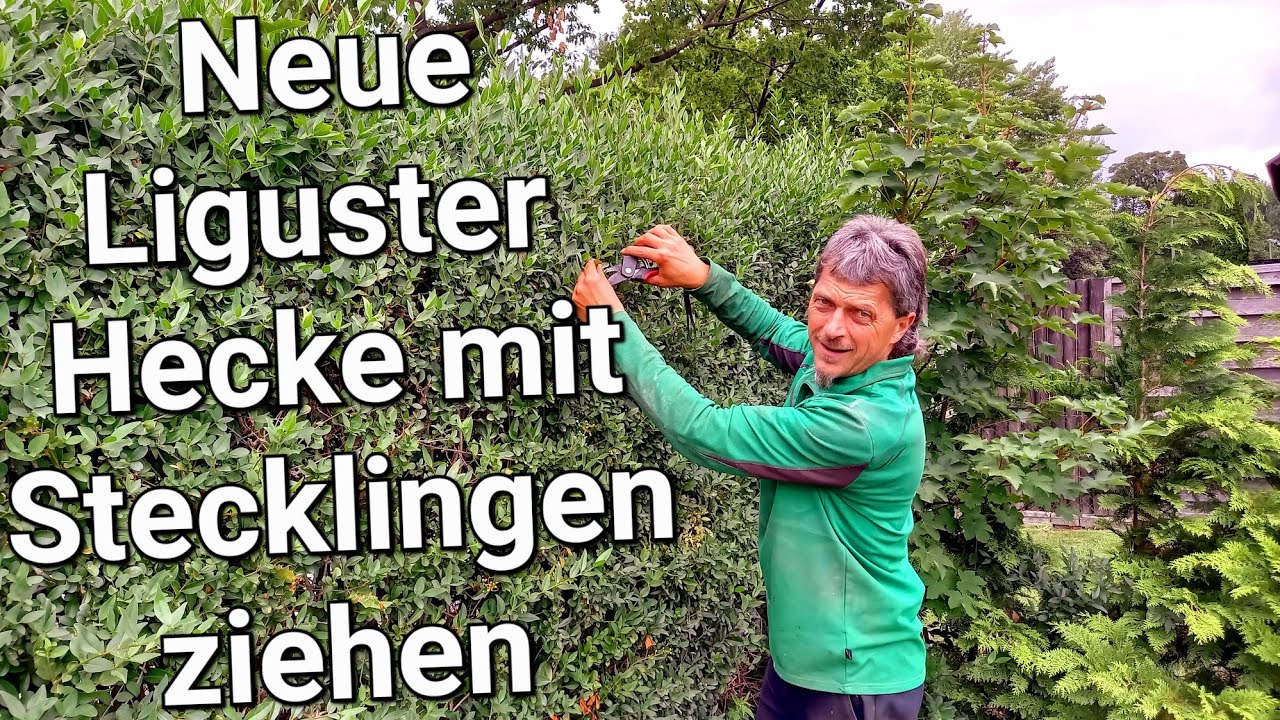 Liguster Hecke mit Stecklingen ziehen Teil 1 🌱 Stecklinge schneiden & wurzeln lassen #thuja #garten