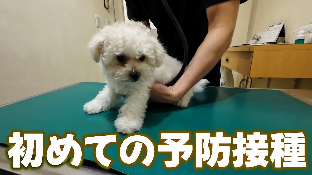 生後81日のビションが緊張しながら初めて動物病院に行きました