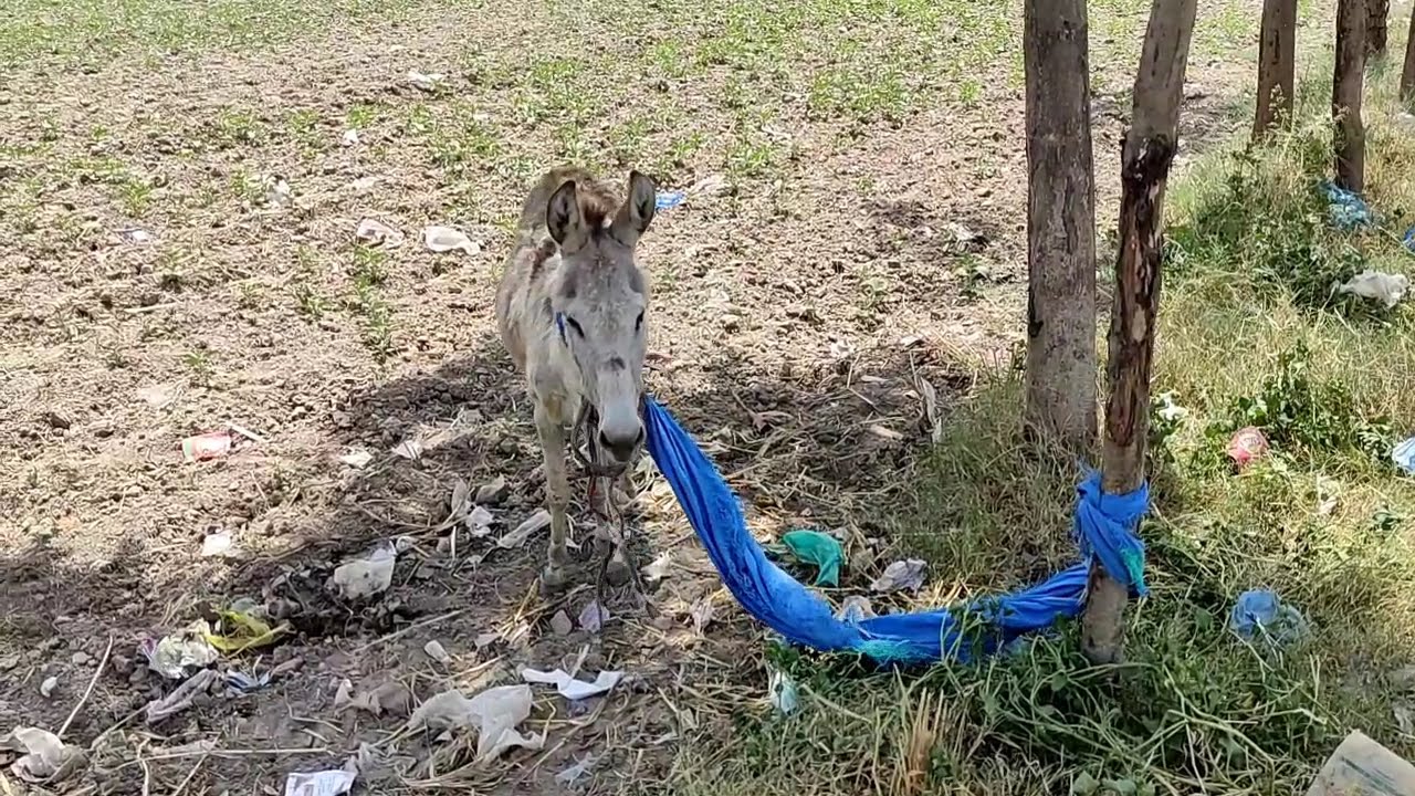 village animals video - beautiful life of village