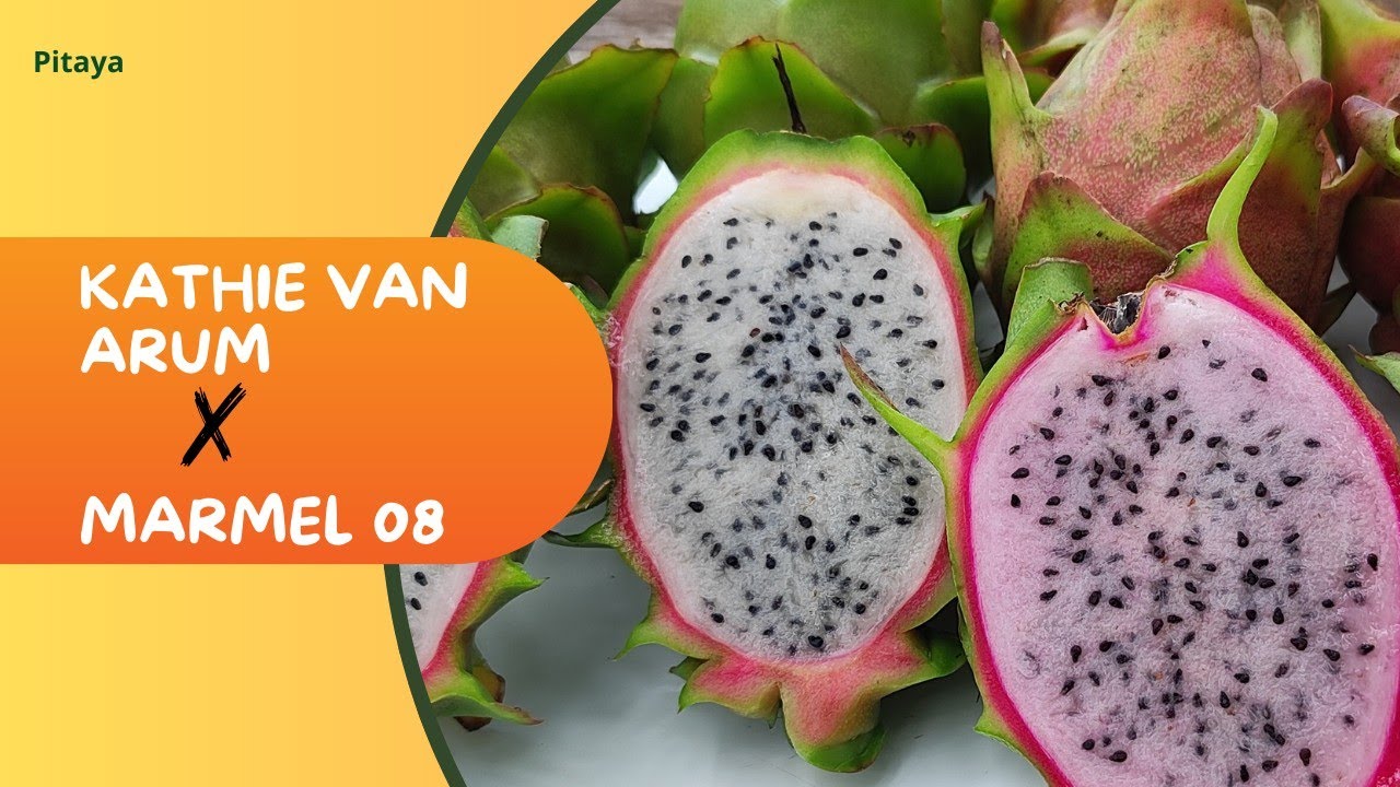 Não é só Bonita: Confira a pitaya que surpreendeu no Brix! 