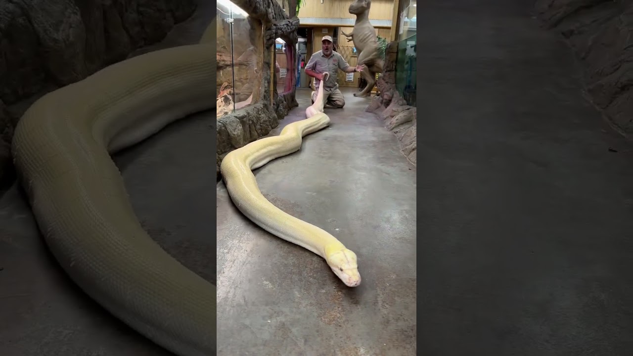 20ft reticulated python!🐍