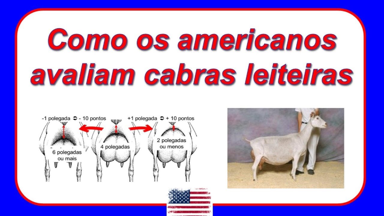 Como os americanos avaliam cabras leiteiras