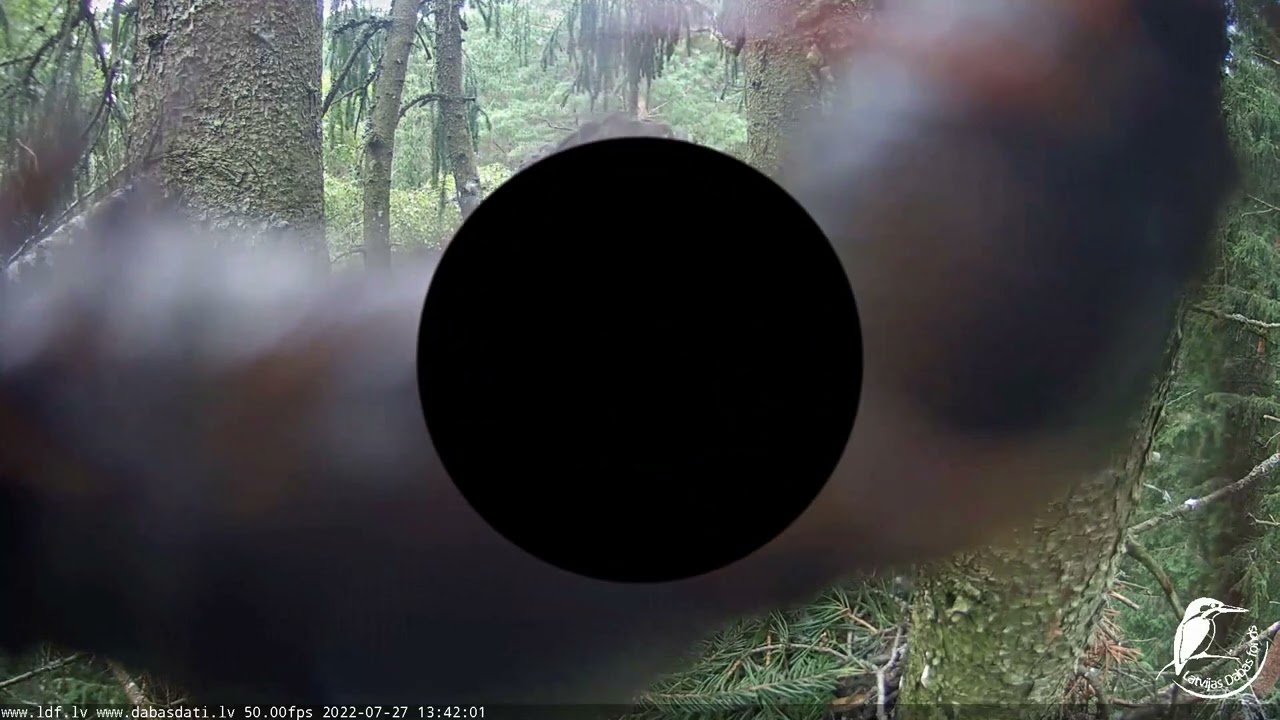 Pie Rotas ligzdā ielido jūras ērglis.:((27.07.2022