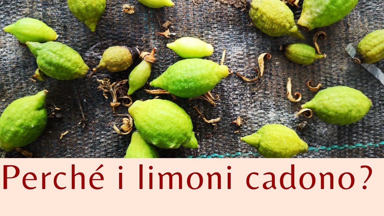 Perchè i frutticini dei limoni cadono? - AGRUMI LENZI