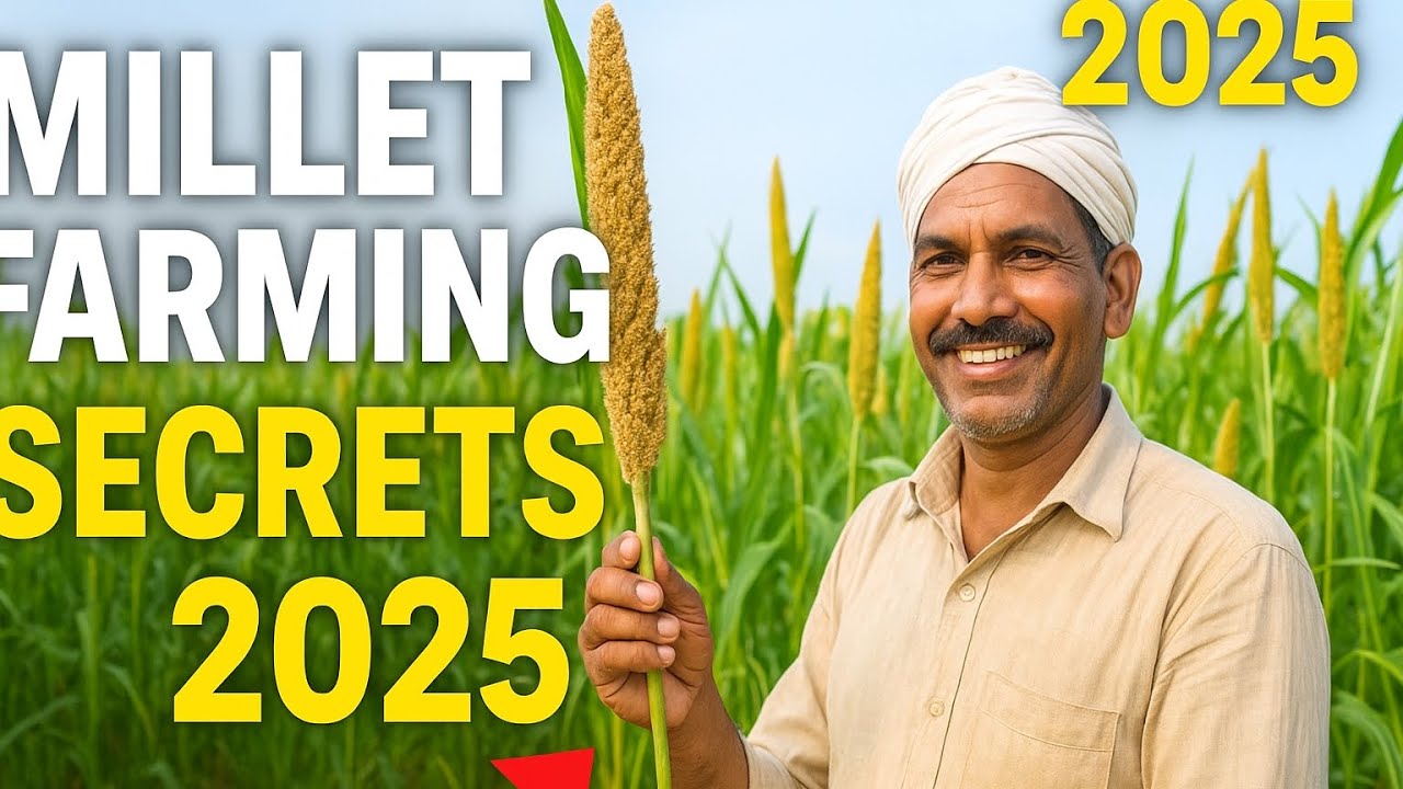 Millet Farming Secrets 2025 🌾 Boost Yield & Income Fast!
