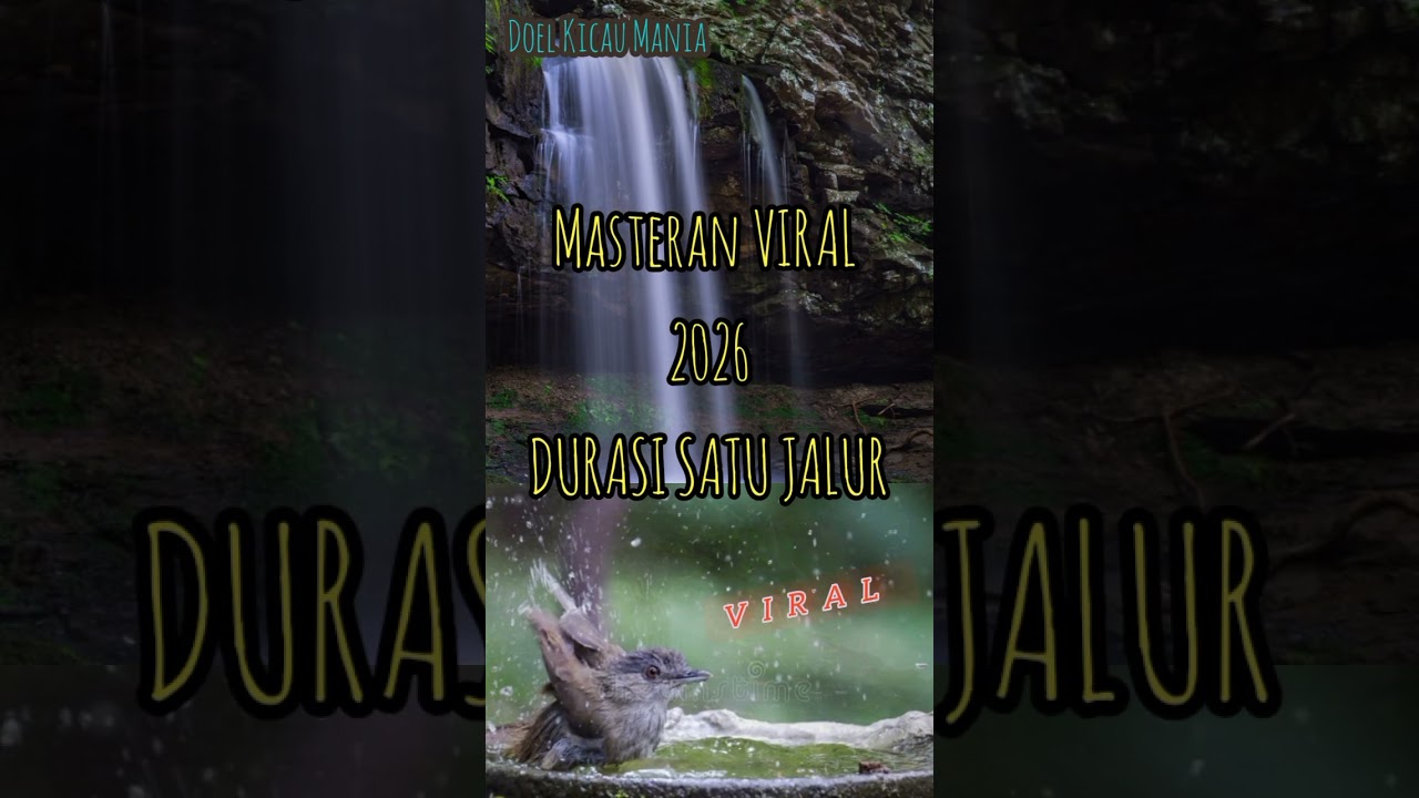 Masteran 2026‼️Tembakan Kasar Jernih Durasi Panjang Burung Planduk semak  #masteranjernih #viral 