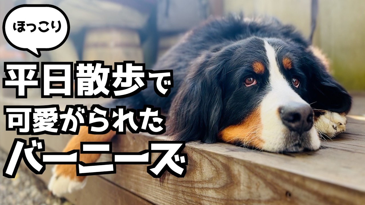 癒しの時間❤️バーニーズが可愛がられた平日散歩🐾