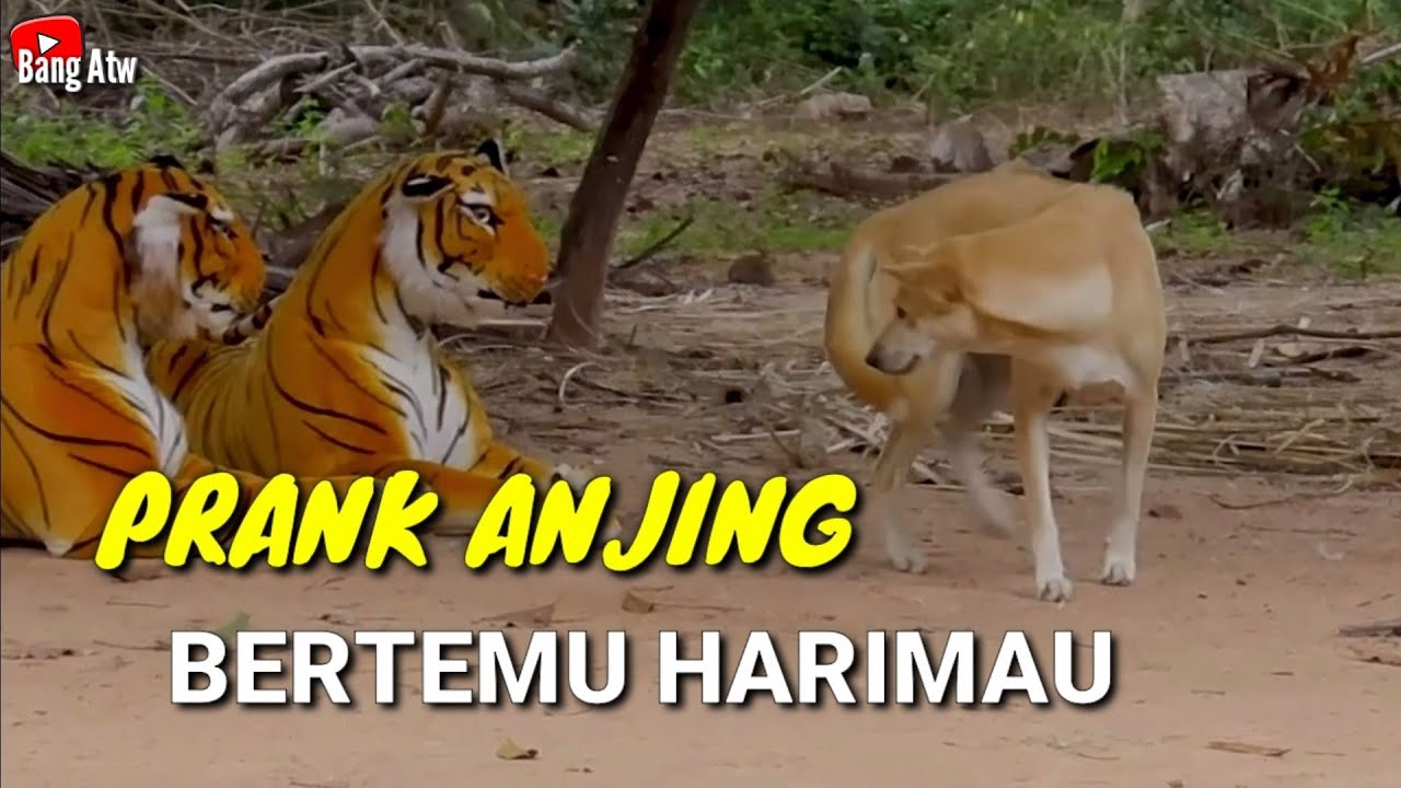 Prank Anjing Bertemu Boneka Harimau || PRANK INDONESIA