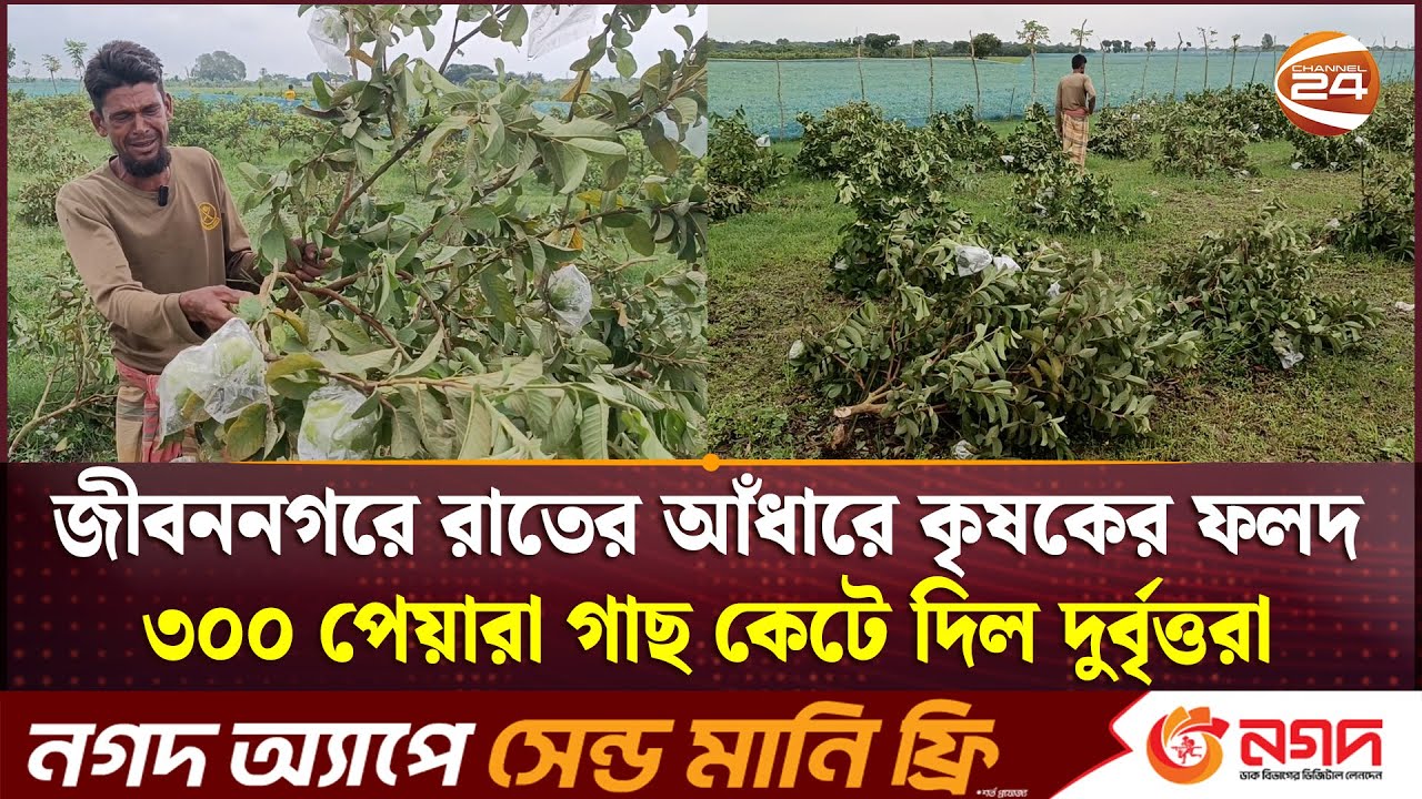 জীবননগরে রাতের আঁধারে কৃষকের ফলদ ৩০০ পেয়ারা গাছ কেটে দিল দুর্বৃত্তরা |  Guava | Khulna 24