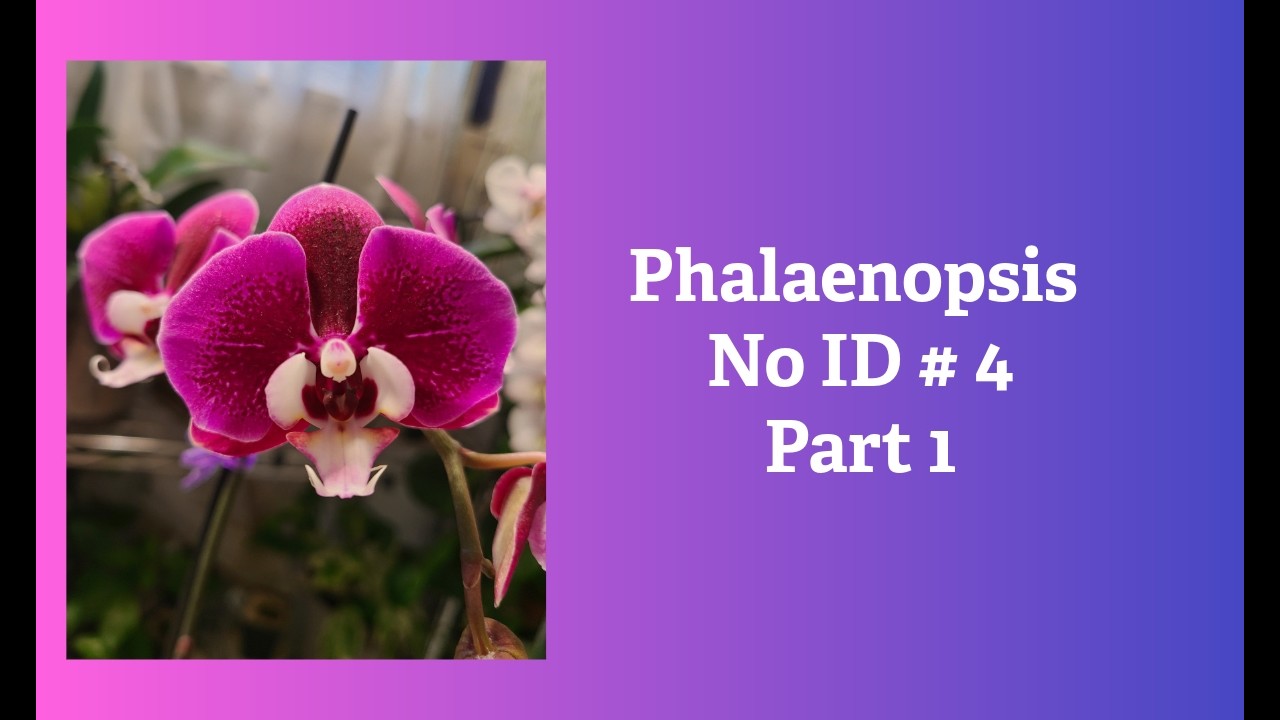 Phalaenopsis No ID # 4 Part 1