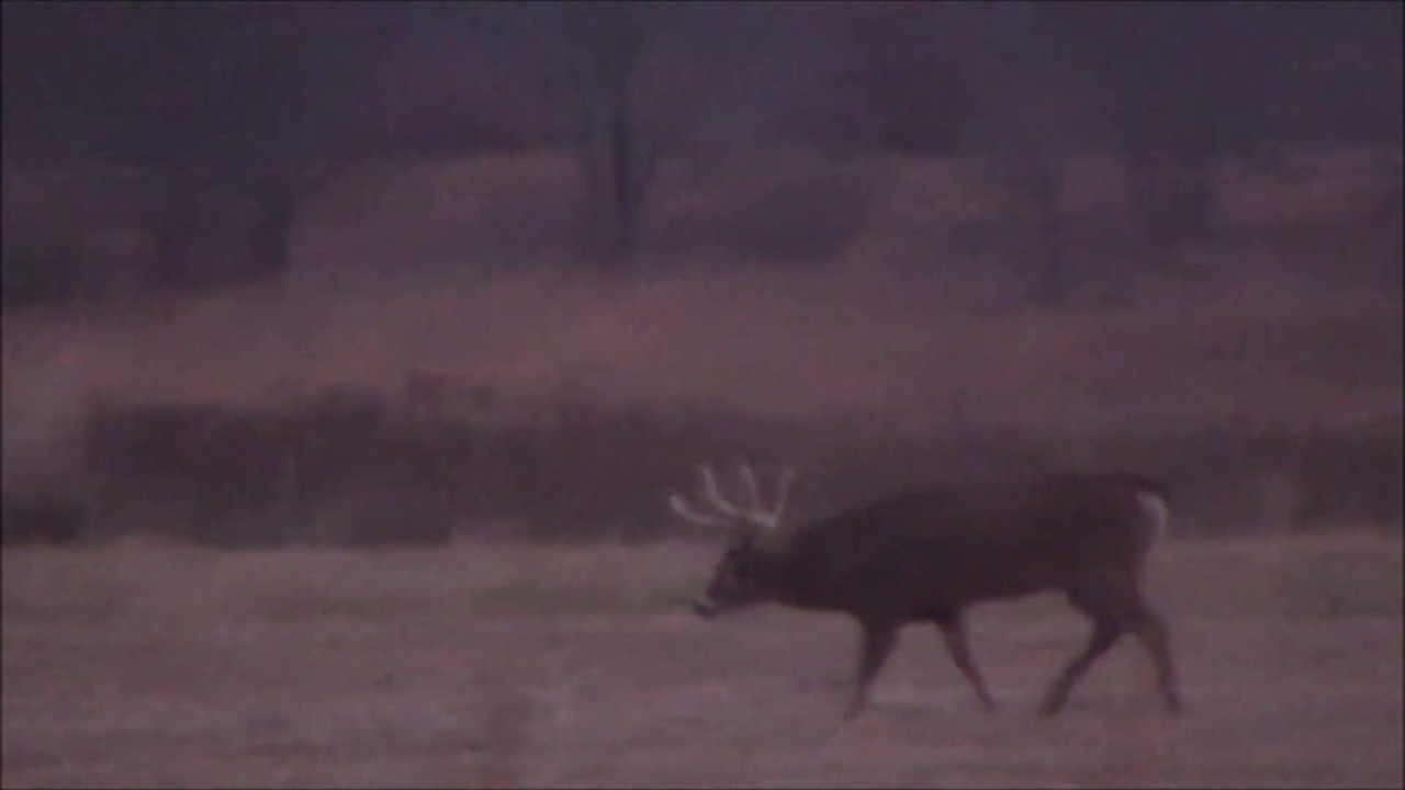 JEPC White Horned Campground Buck