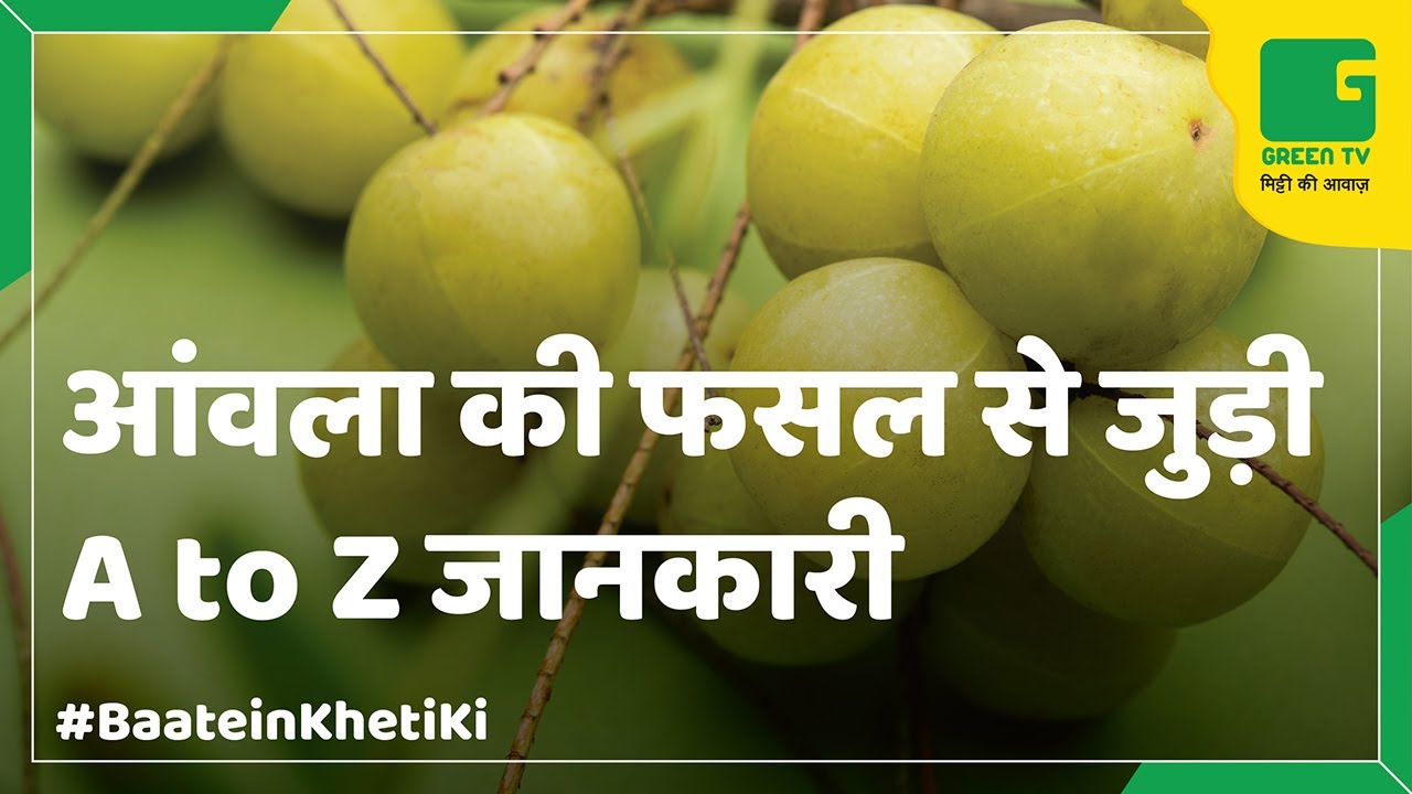 Amla (Indian Gooseberry) (आंवला की खेती) In Baatein Kheti ki - On Green TV
