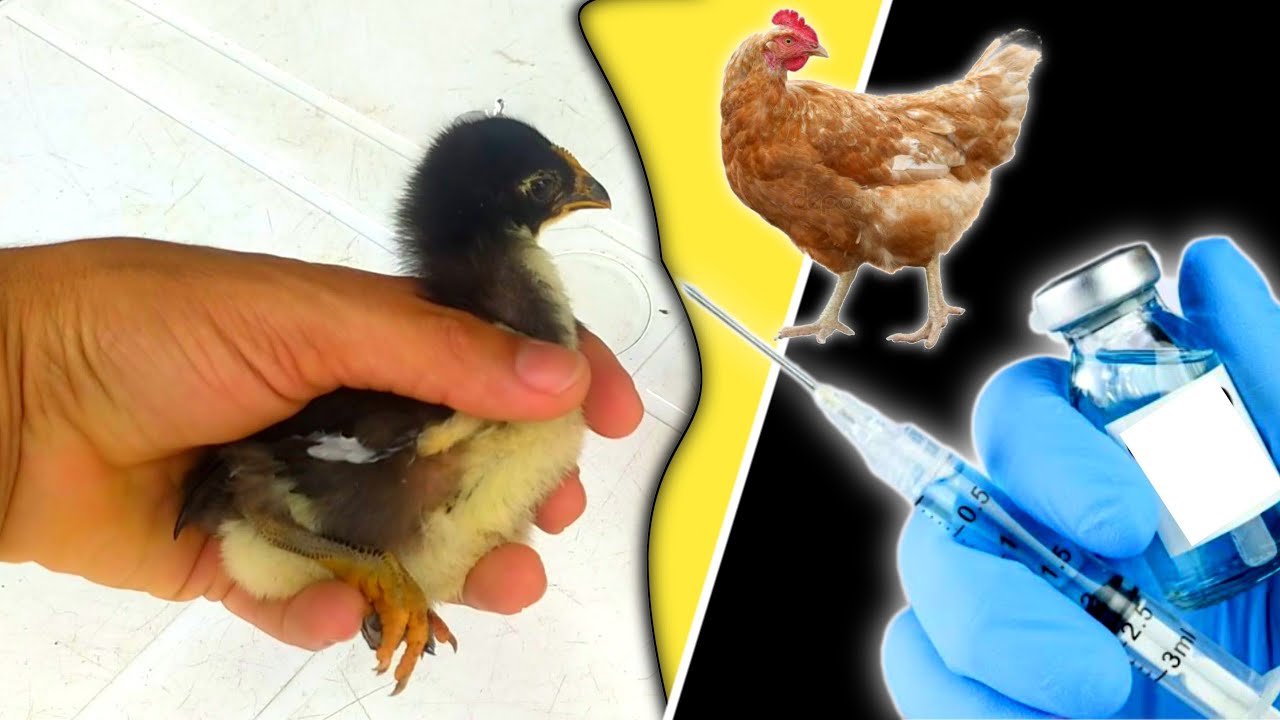 Como Vacinar Galinhas e pintinhos + Passo a passo + qual idade certa para vacinar