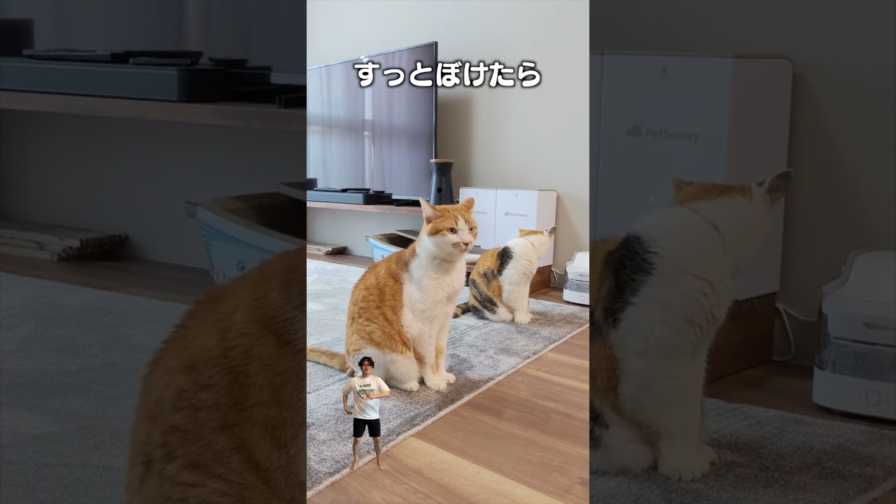 「まだごはんもらってません」猫あるあるソング