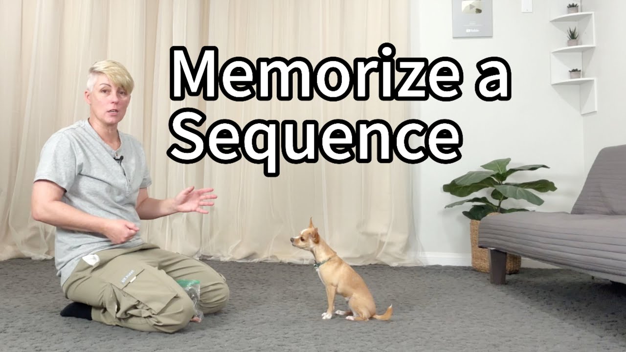 Memorize a sequence of behaviors - Dog Training