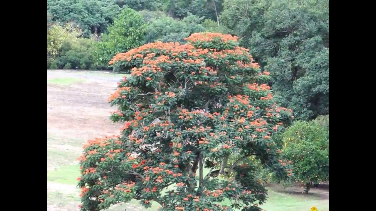 LE TULIPIER DU GABON