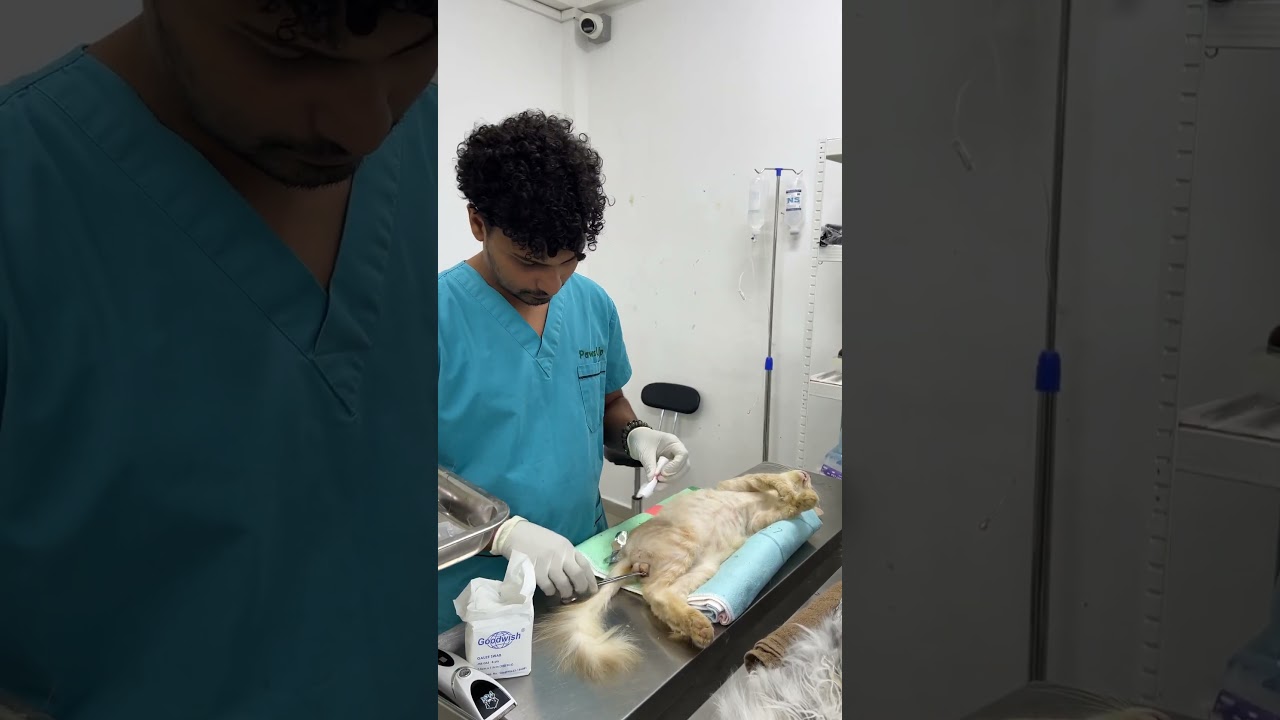 Cat Neuter Surgery 🐱❤️CatLovers #SpayAndNeuter #AnimalWelfare