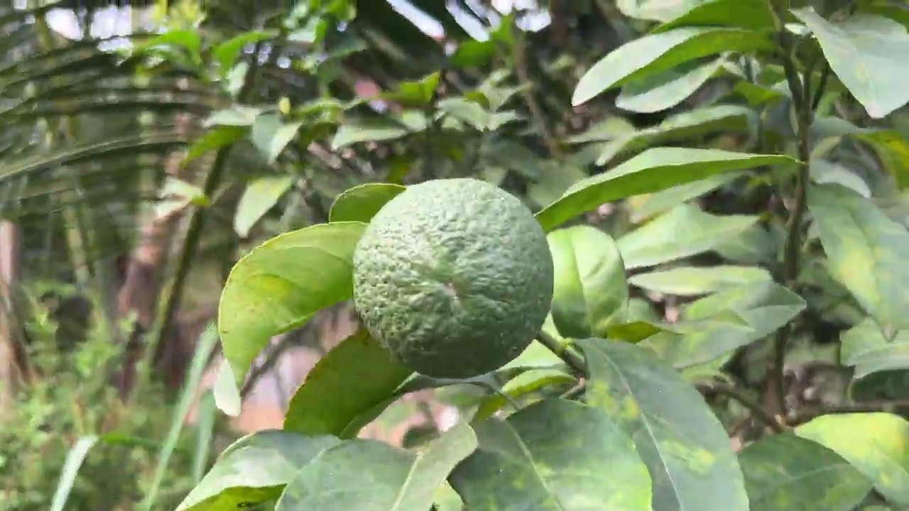 Ghana MiniFarm Garden 