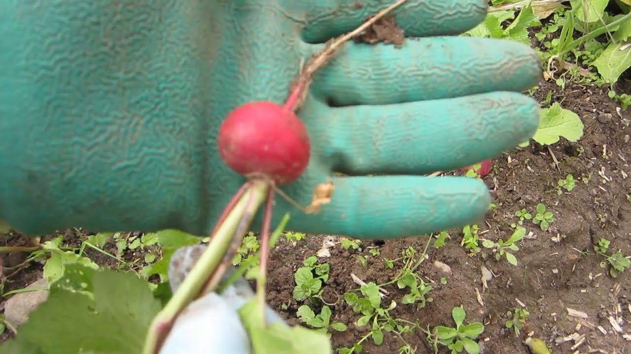 Radieschen  Runde rote Ernten und ein Salatrezept .