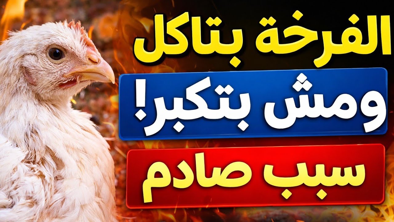  خطر وخسارة 😰 | ليه الفرخة بتاكل ومش بتكبر ؟😰 | ليه الفراخ منعت الاكل وبتشرب بس 😨💯 