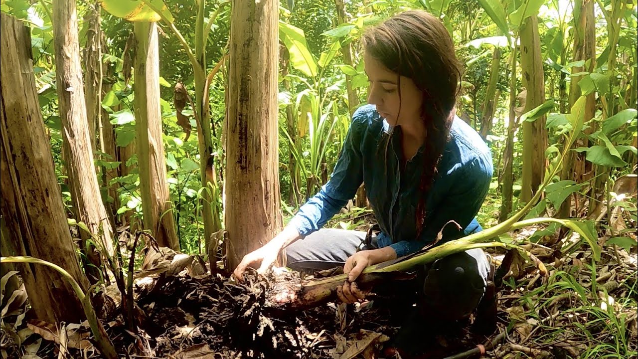 Banana Propagation