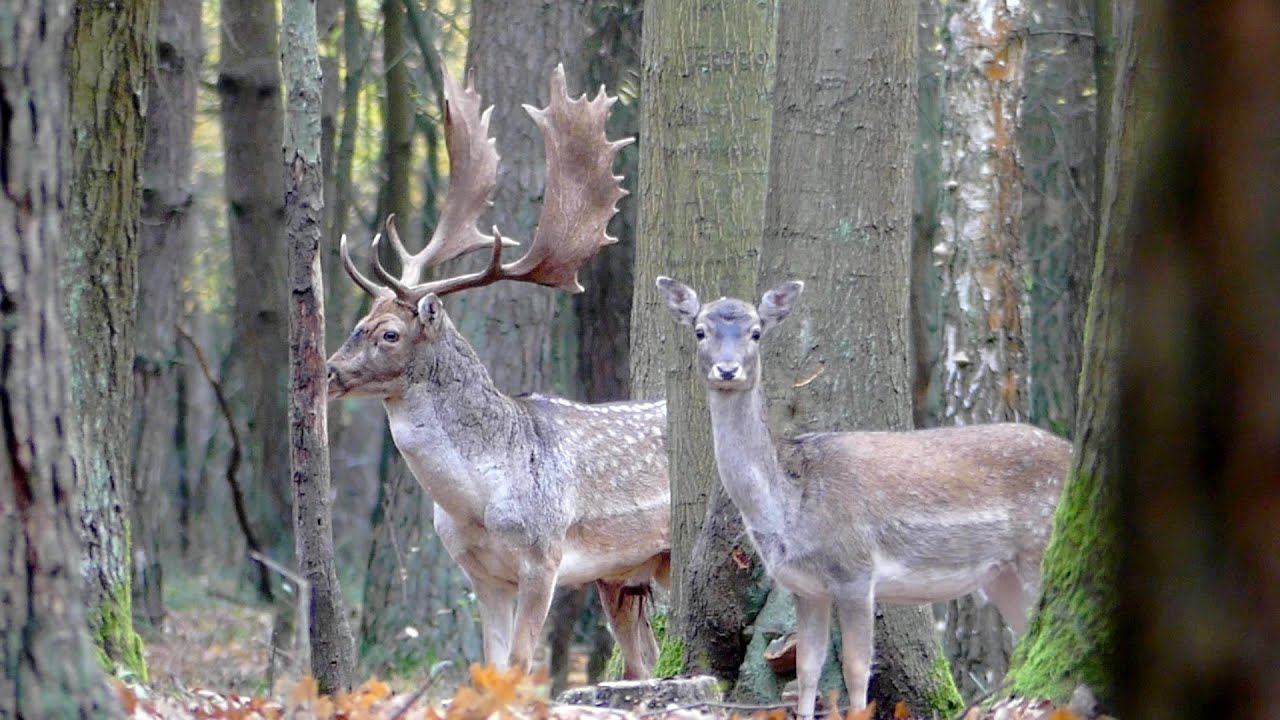 Bekowisko danieli 2021 l Fallow deer Rut 2021