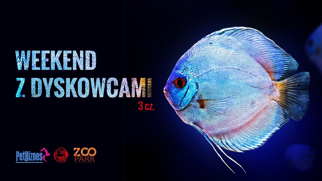 Weekend z dyskowcami 3 cz.