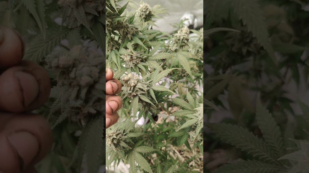 how to tell when your cannabis seeds are ready