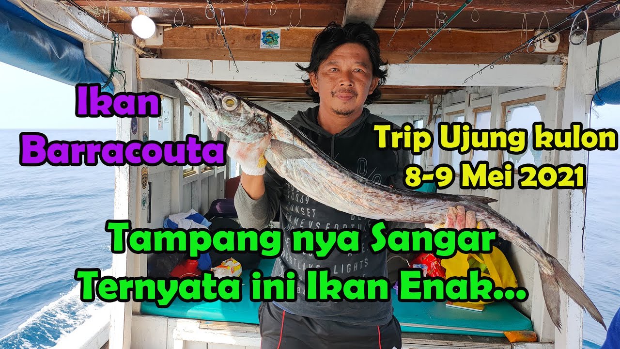 PESTA STRIKE IKAN BARRACOUTA SORE HARI DI UJUNG KULON - IKAN NYA MENYERAMKAN TAPI DAGING NYA ENAK