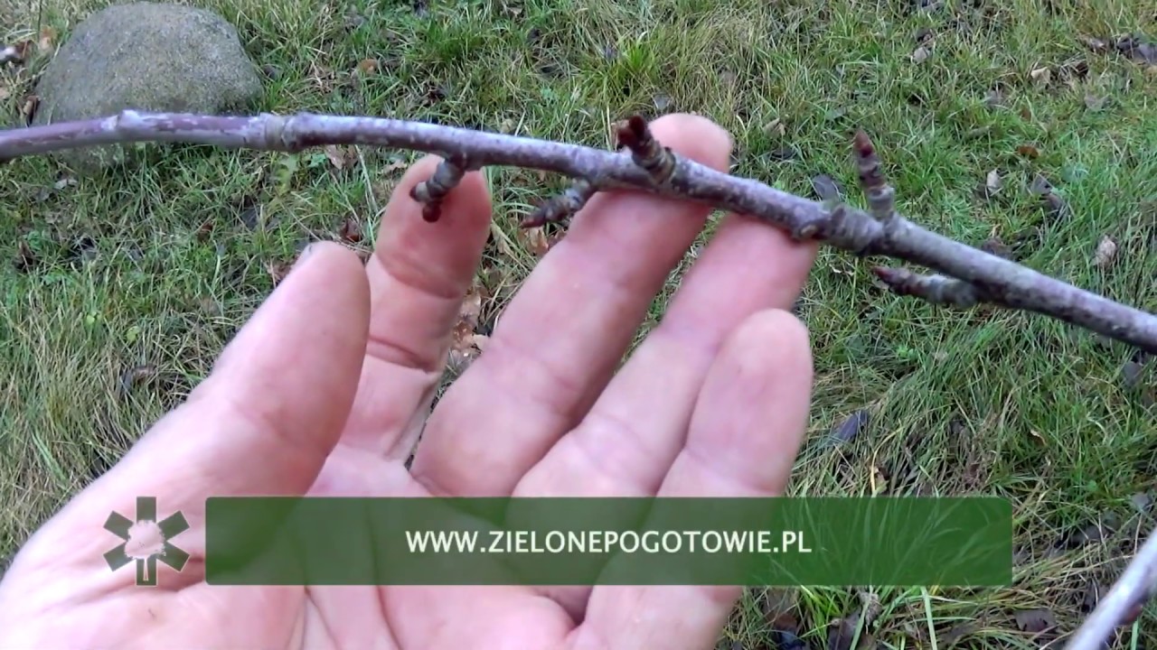 Jak poznać czy czereśnia zakwitnie?