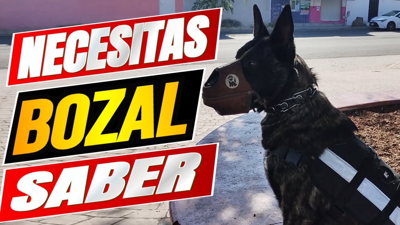 🐾 Todo lo que necesitas saber sobre el  bozal para perro