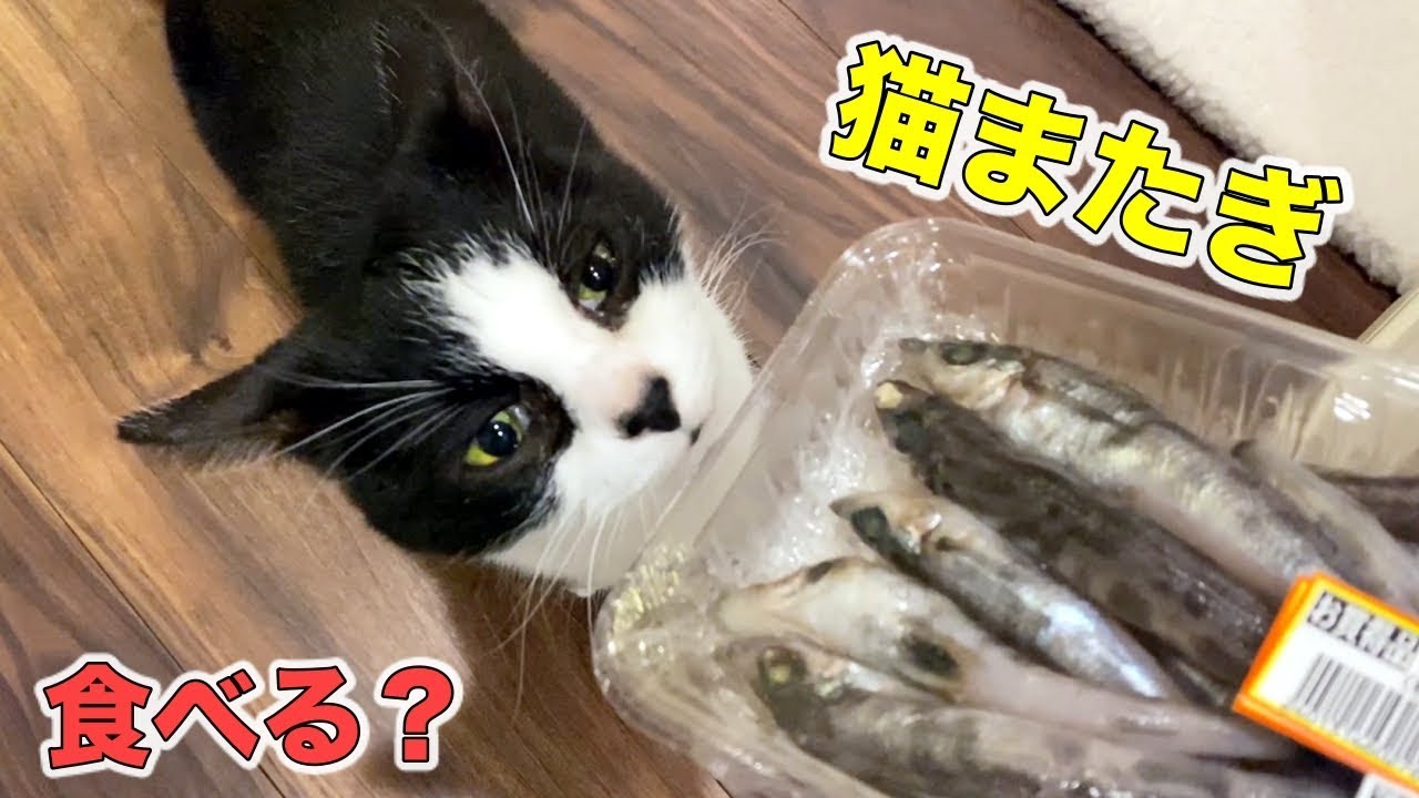 【猫またぎ】メヒカリとヒラメを猫にあげたら反応は？《10月のウマウマデー》